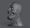 Ninja Printz - 1:4 Ghoul Head Bust